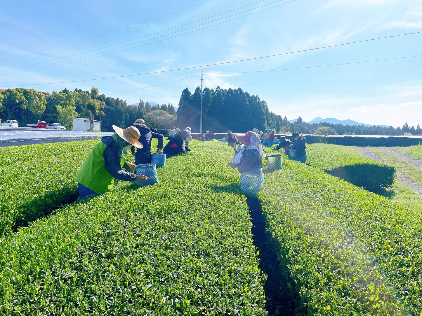 Kirishima Nouveau – Premium Hand-picked Organic Shincha 30g