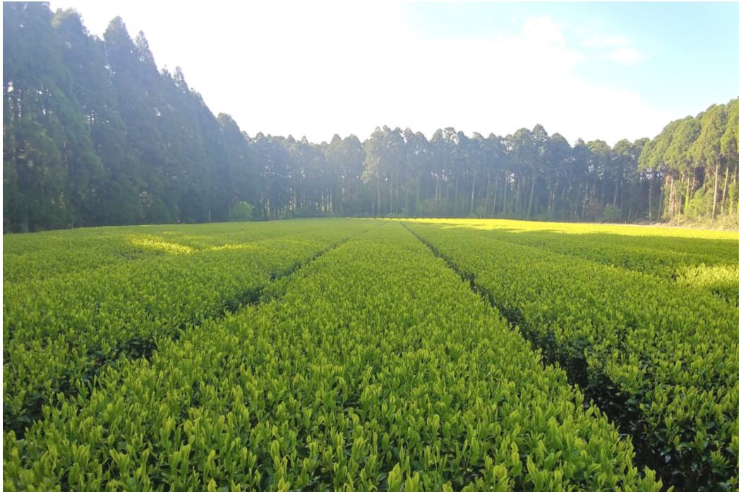 Sencha Handa Homare