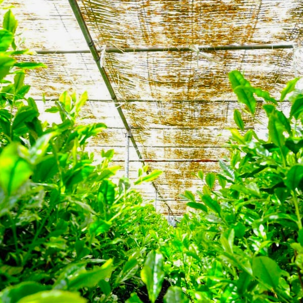 Premium Gyokuro 30g Hoshino-Seicha-en Yame, Fukuoka